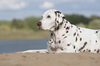 lying old female dalmatian