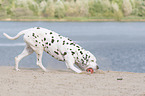 dalmatian