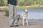 standing old female dalmatian