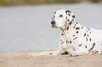 lying old female dalmatian