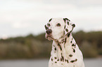 dalmatian portrait