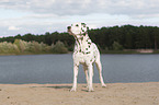 standing old female dalmatian