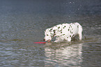 playing dalmatian