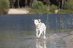 running old dalmatian