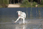 running old dalmatian