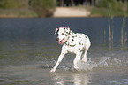 running old dalmatian