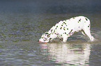 playing dalmatian