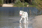 dalmatian