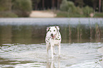 dalmatian