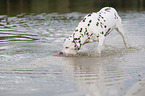 playing dalmatian