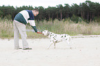 man plays with dalmatian