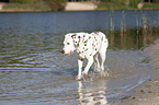 dalmatian