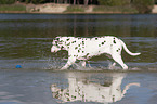 dalmatian