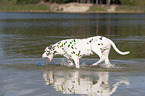 dalmatian