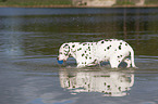 playing dalmatian