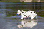 playing dalmatian