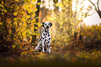 Dalmatian in autumn