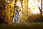 Dalmatian in autumn