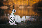 Dalmatian in autumn