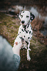 human and Dalmatian