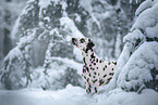 Dalmatian in snow
