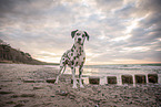 Dalmatian at the beach