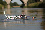 Dalmatian in summer