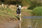 Dalmatian in summer