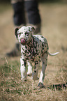 Dalmatian Puppy