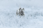 Dalmatian in snow