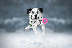 Dalmatian in winter