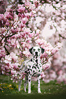 Dalmatian in spring