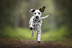 Dalmatian