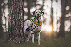 male Dalmatian