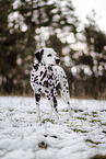 Dalmatian