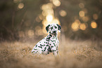 Dalmatian Puppy