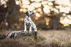 Dalmatian Puppy