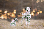 Dalmatians