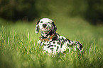 Dalmatian