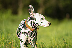 Dalmatian