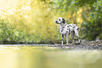 Dalmatian