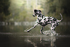 Dalmatian