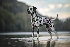 Dalmatian