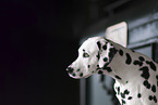 Dalmatian