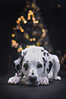 Dalmatian