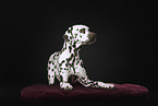 Dalmatian