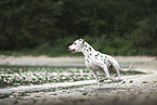 Dalmatian