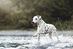 Dalmatian