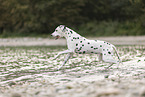 Dalmatian