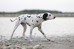 Dalmatian